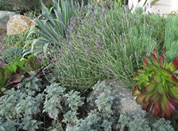 succulents in a San Diego garden